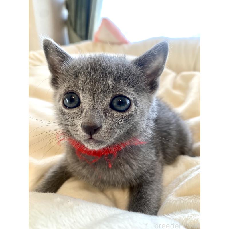 販売中の東京都のロシアンブルー-136805の41枚目