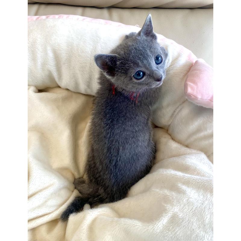 販売中の東京都のロシアンブルー-136805の40枚目