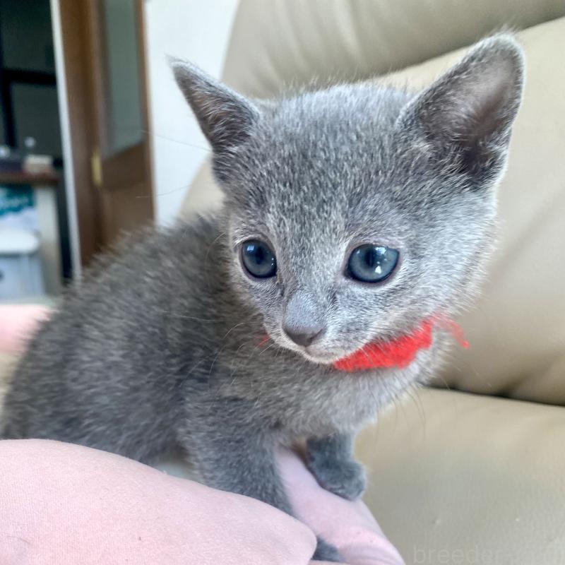 販売中の東京都のロシアンブルー-136805の39枚目