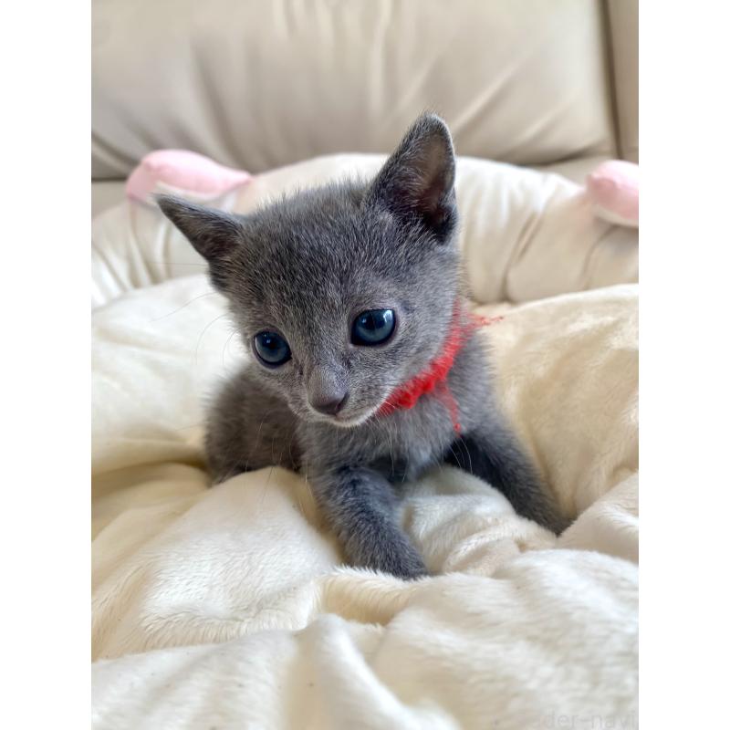 販売中の東京都のロシアンブルー-136805の38枚目