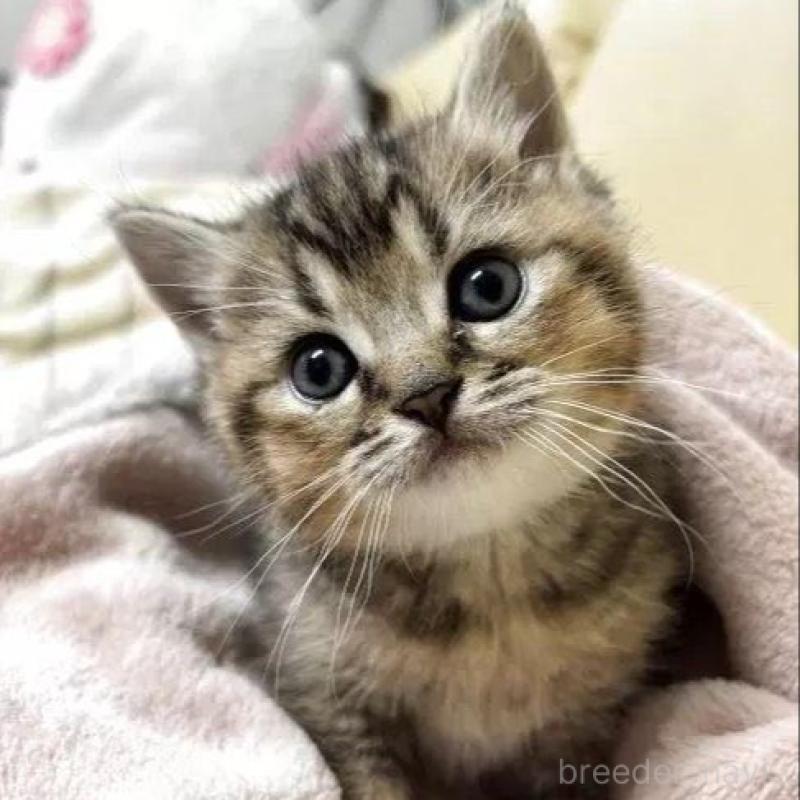 販売中の静岡県のマンチカン-137845の1枚目