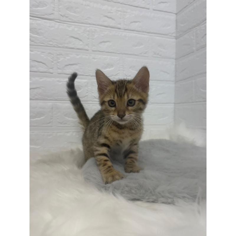 販売中の東京都のベンガル-137846の8枚目