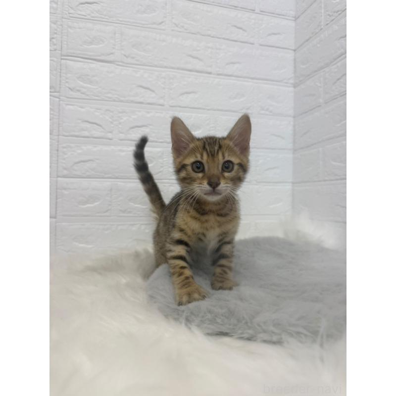 販売中の東京都のベンガル-137846の7枚目