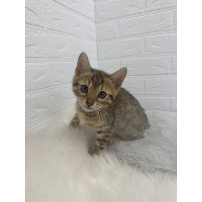 販売中の東京都のベンガル-137846の6枚目