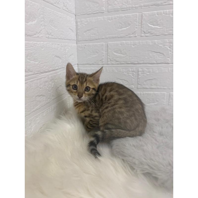 販売中の東京都のベンガル-137846の5枚目