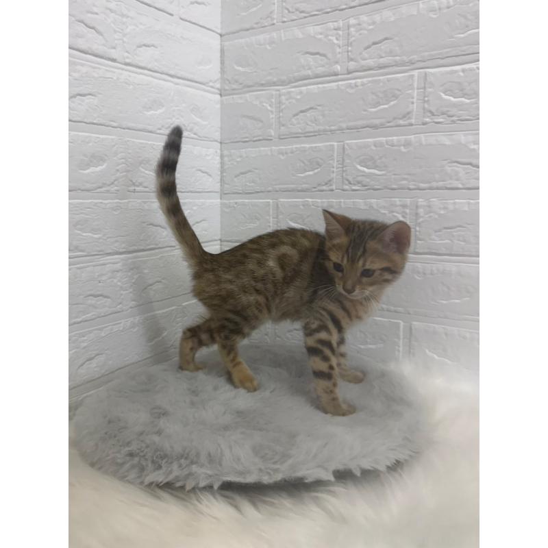 販売中の東京都のベンガル-137846の4枚目