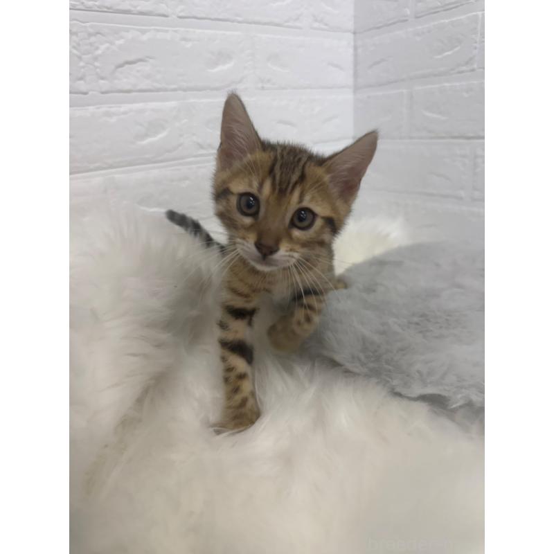 販売中の東京都のベンガル-137846の3枚目