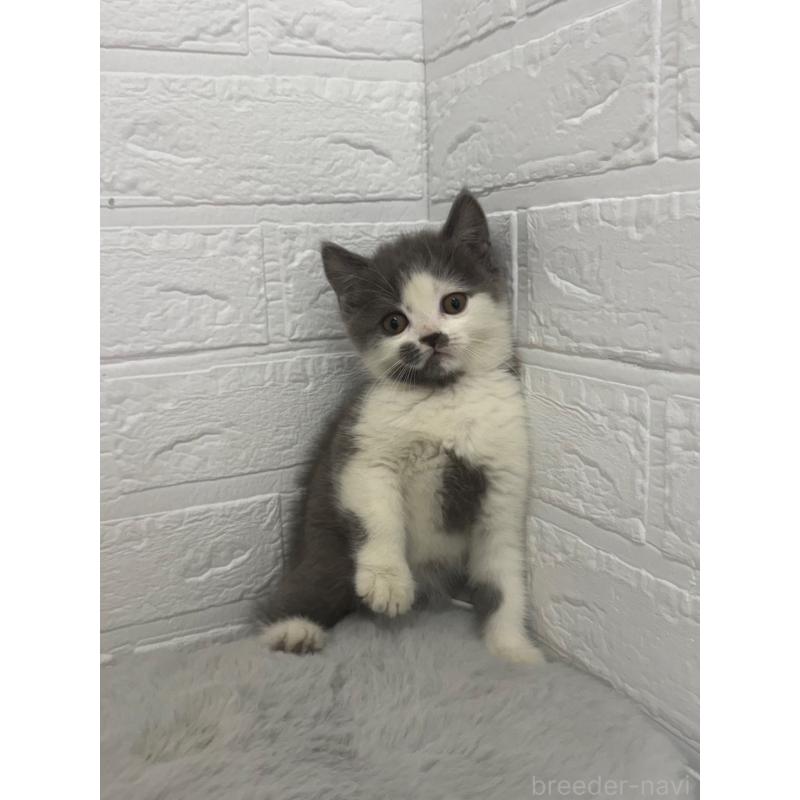 販売中の東京都のブリティッシュショートヘア-137847の10枚目