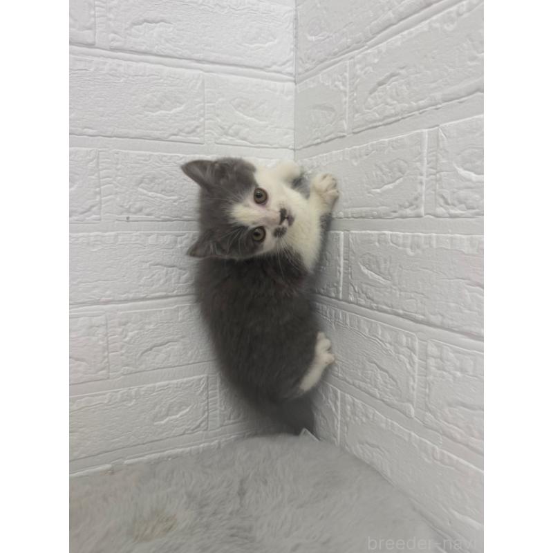 販売中の東京都のブリティッシュショートヘア-137847の8枚目