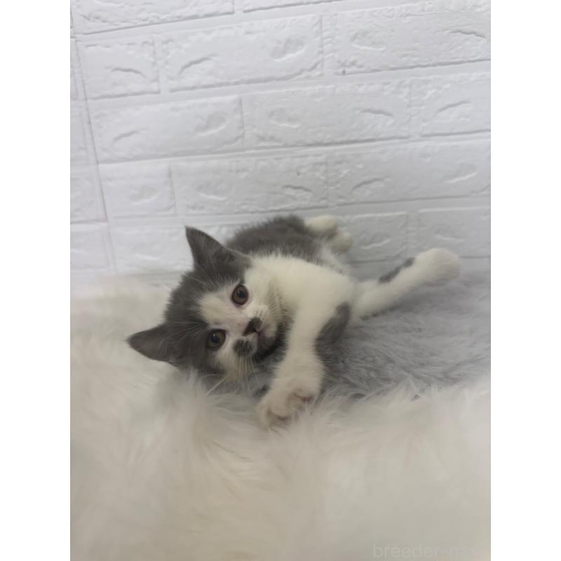 販売中の東京都のブリティッシュショートヘア-137847の7枚目