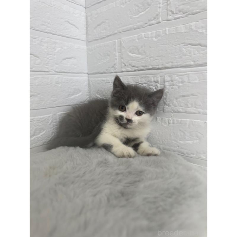 販売中の東京都のブリティッシュショートヘア-137847の6枚目