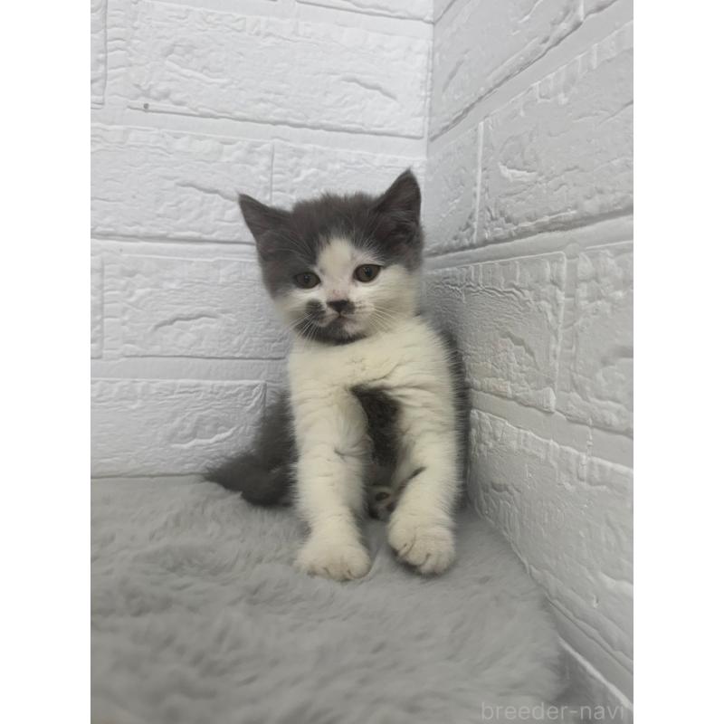 販売中の東京都のブリティッシュショートヘア-137847の5枚目