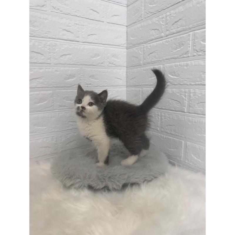 販売中の東京都のブリティッシュショートヘア-137847の4枚目