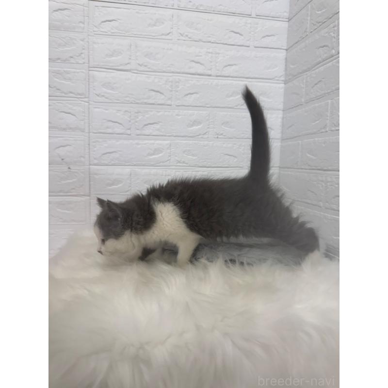 販売中の東京都のブリティッシュショートヘア-137847の3枚目