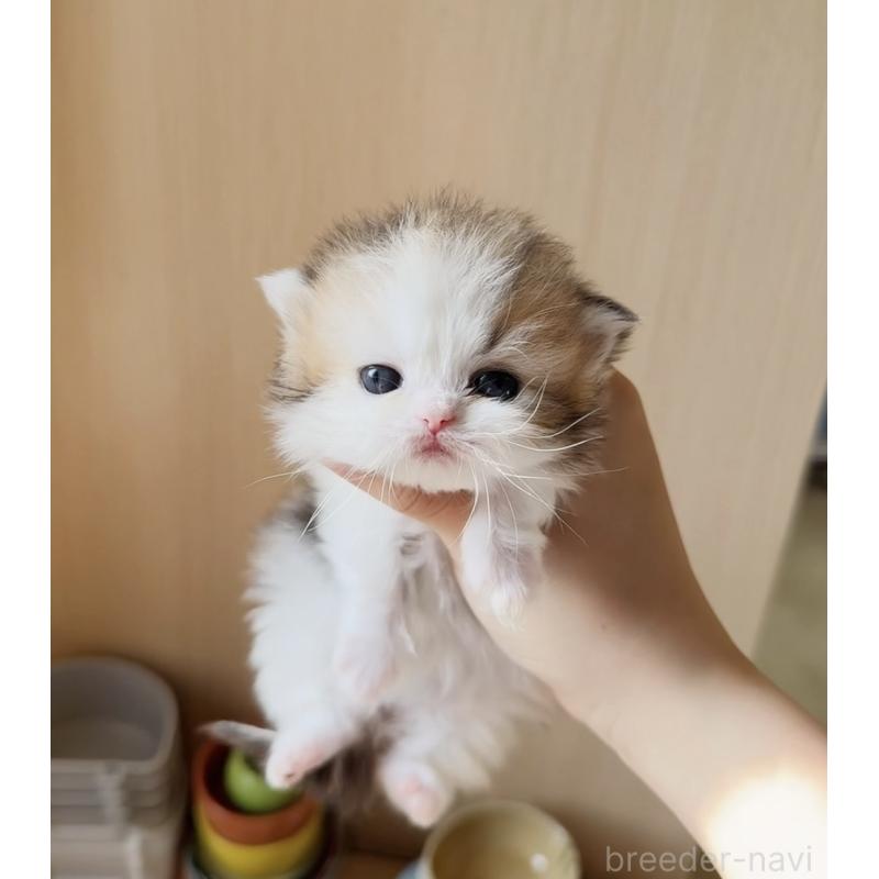 販売中の静岡県のミヌエット(短足)-137848の4枚目