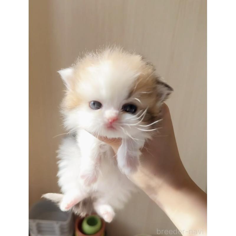 販売中の静岡県のミヌエット(短足)-137848の3枚目