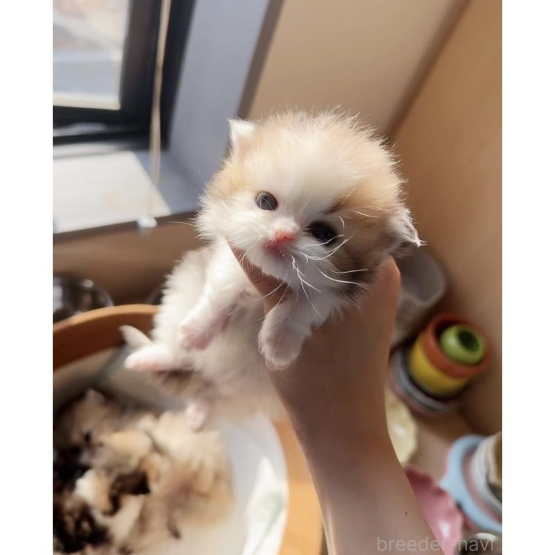 販売中の静岡県のミヌエット(短足)-137848の2枚目