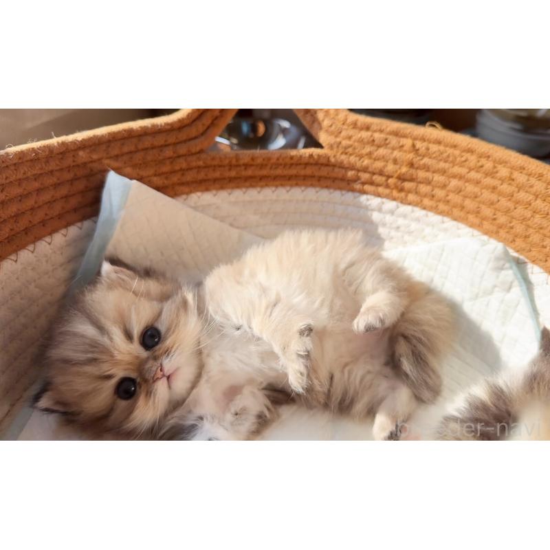 販売中の静岡県のミヌエット-137849の5枚目