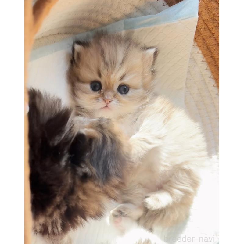 販売中の静岡県のミヌエット-137849の4枚目