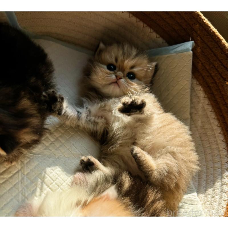 販売中の静岡県のミヌエット-137849の3枚目