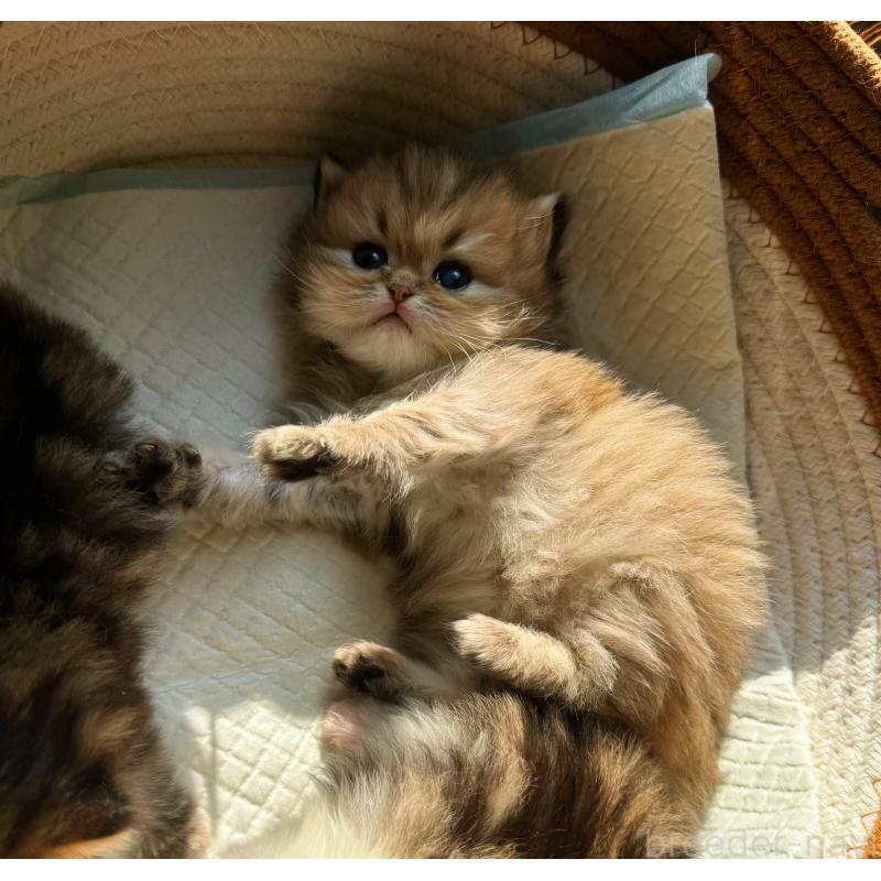 販売中の静岡県のミヌエット-137849の2枚目