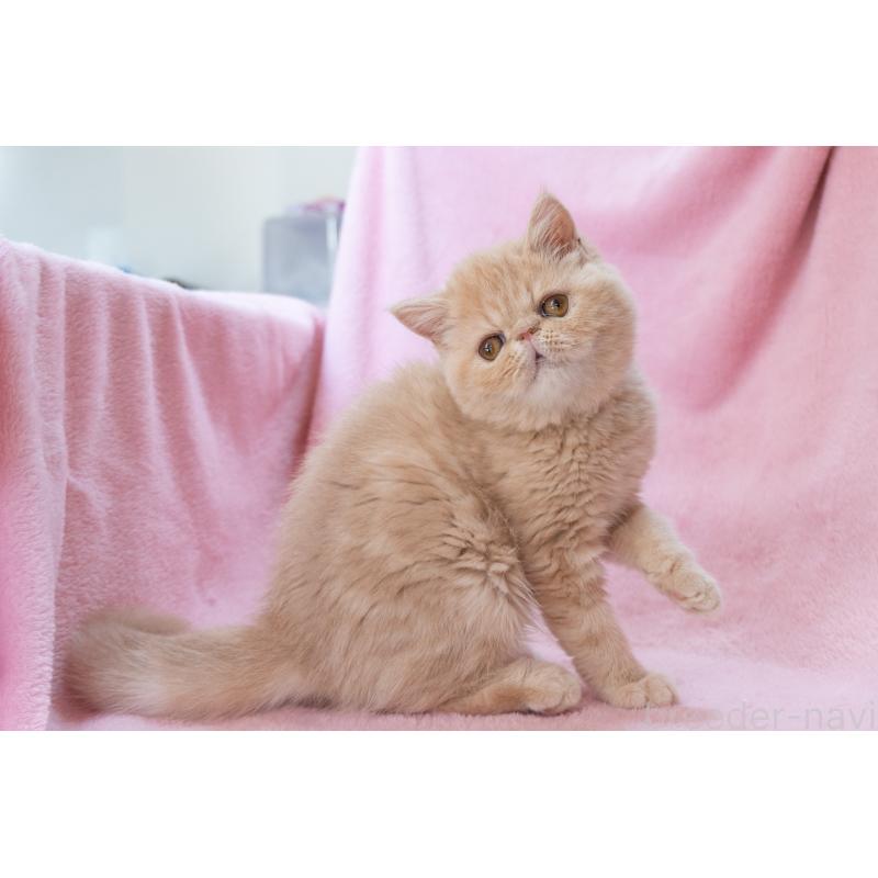 販売中の神奈川県のエキゾチックショートヘア-132295の5枚目