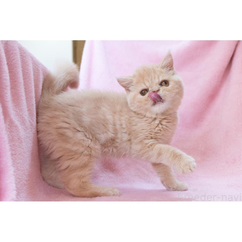 販売中の神奈川県のエキゾチックショートヘア-132295の3枚目