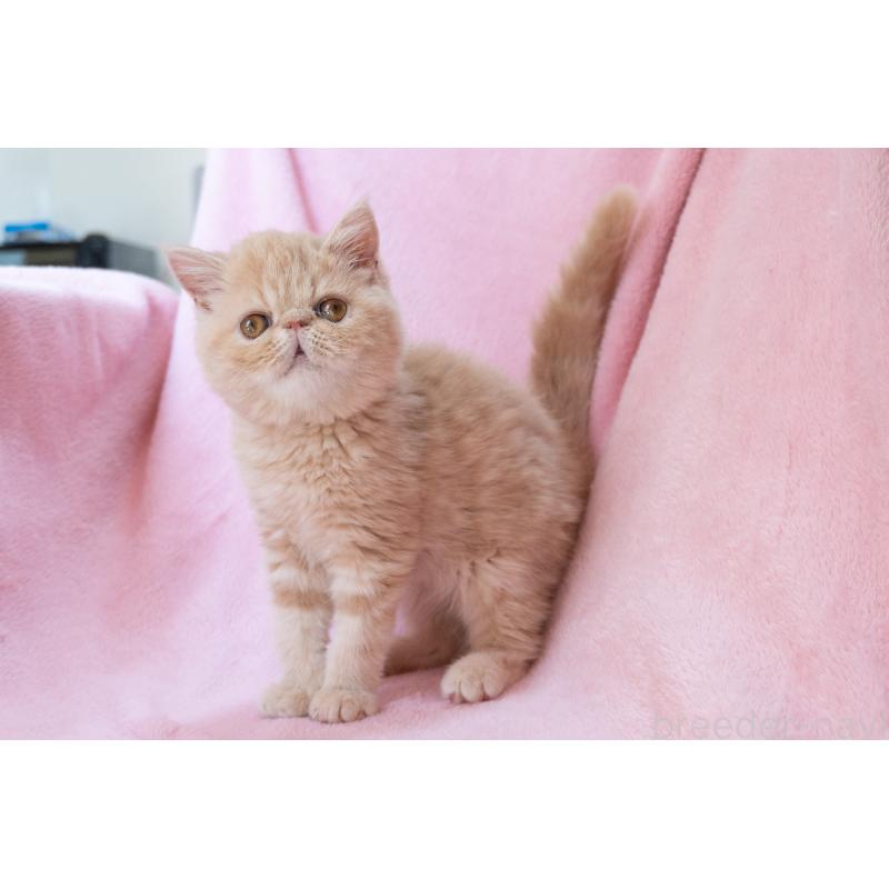 販売中の神奈川県のエキゾチックショートヘア-132295の2枚目