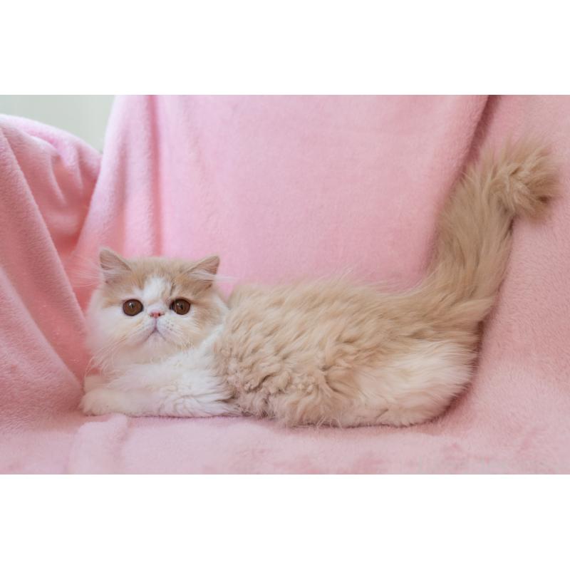 販売中の神奈川県のエキゾチックロングヘア-132299の5枚目