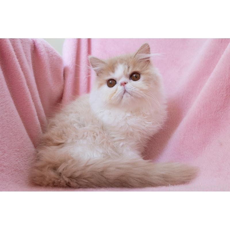 販売中の神奈川県のエキゾチックロングヘア-132299の4枚目