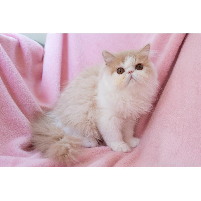 販売中の神奈川県のエキゾチックロングヘア-132299の3枚目