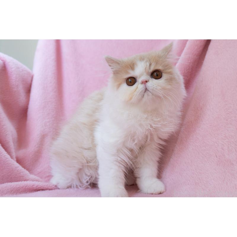 販売中の神奈川県のエキゾチックロングヘア-132299の2枚目