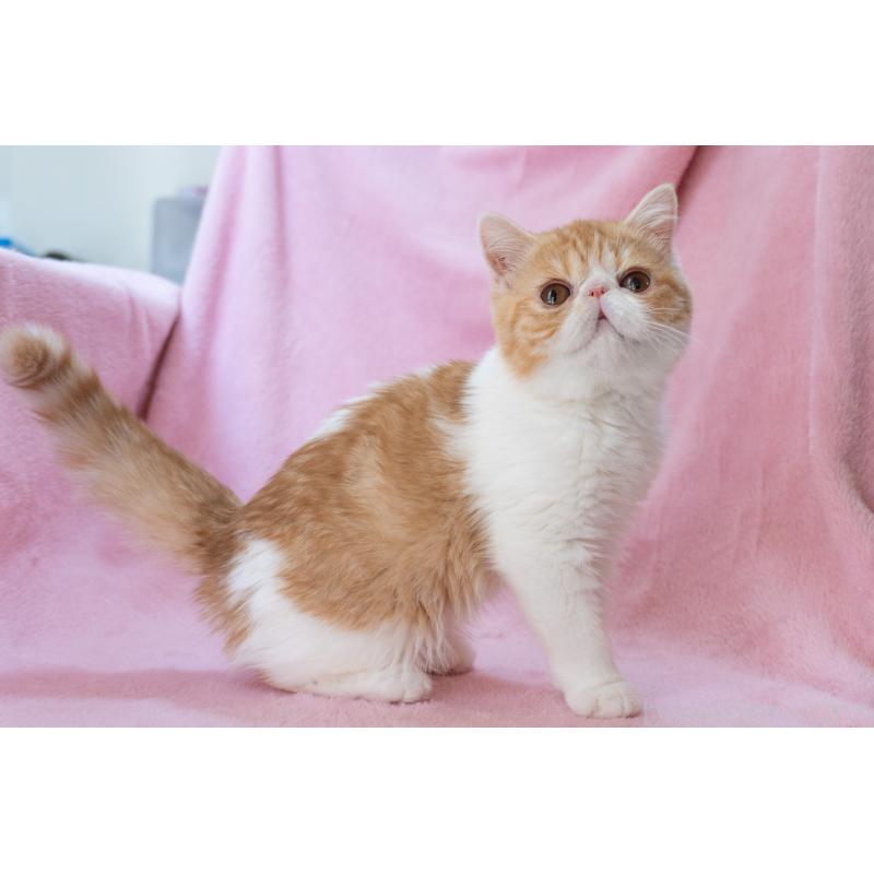 販売中の神奈川県のエキゾチックショートヘア-132300の5枚目