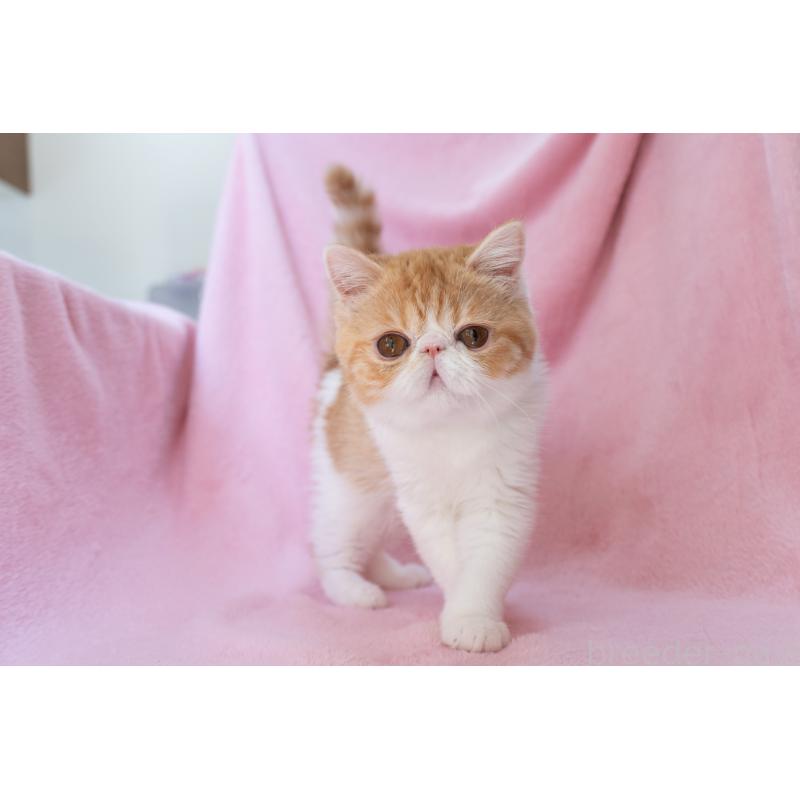 販売中の神奈川県のエキゾチックショートヘア-132300の4枚目