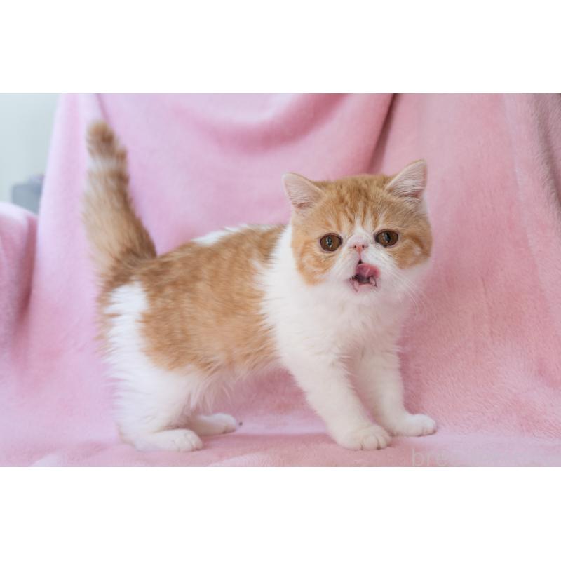 販売中の神奈川県のエキゾチックショートヘア-132300の3枚目