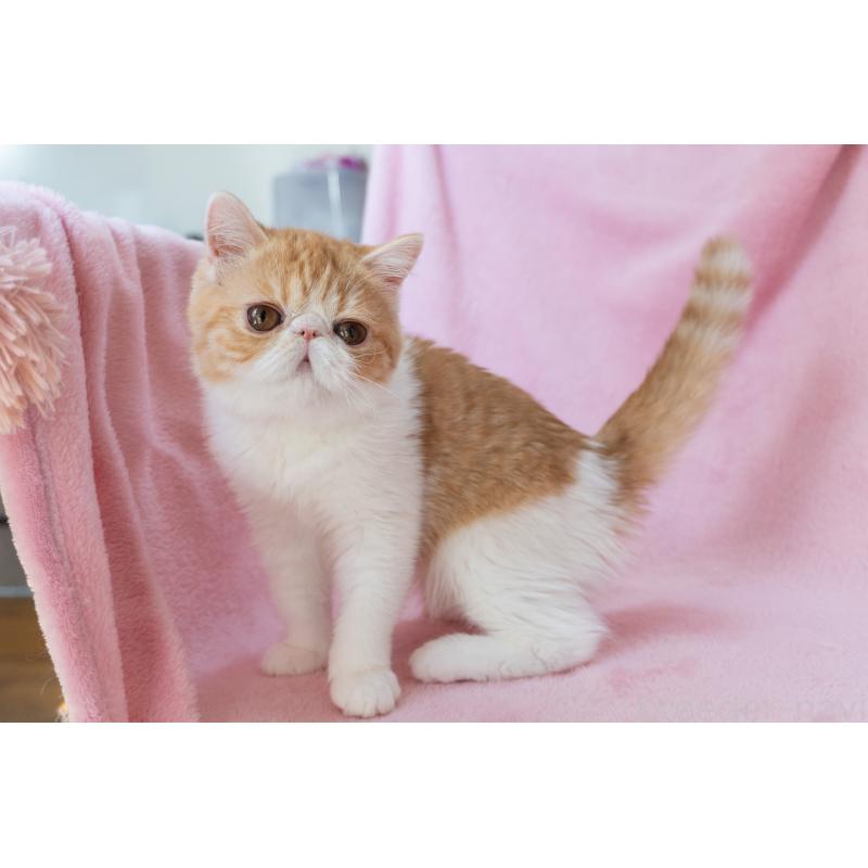 販売中の神奈川県のエキゾチックショートヘア-132300の2枚目