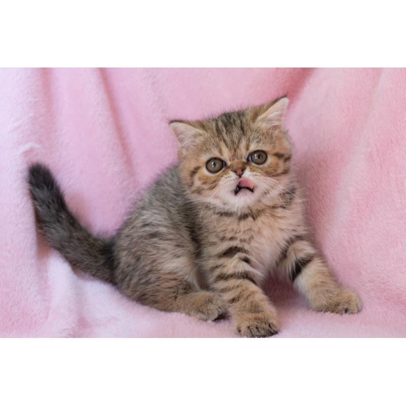 成約済の神奈川県のエキゾチックショートヘア-136092の10枚目