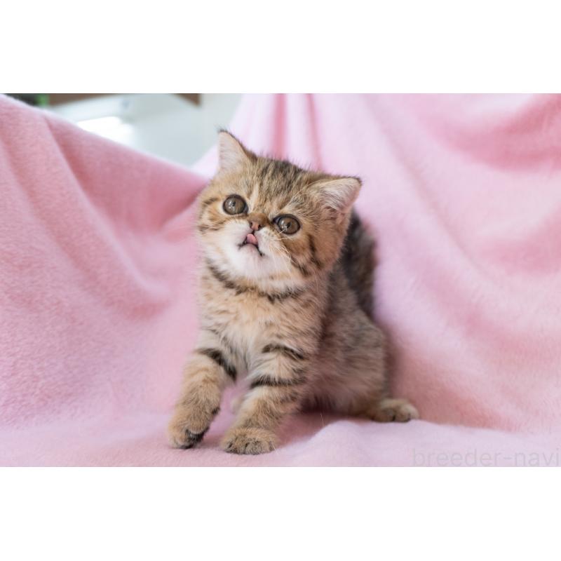 成約済の神奈川県のエキゾチックショートヘア-136092の8枚目