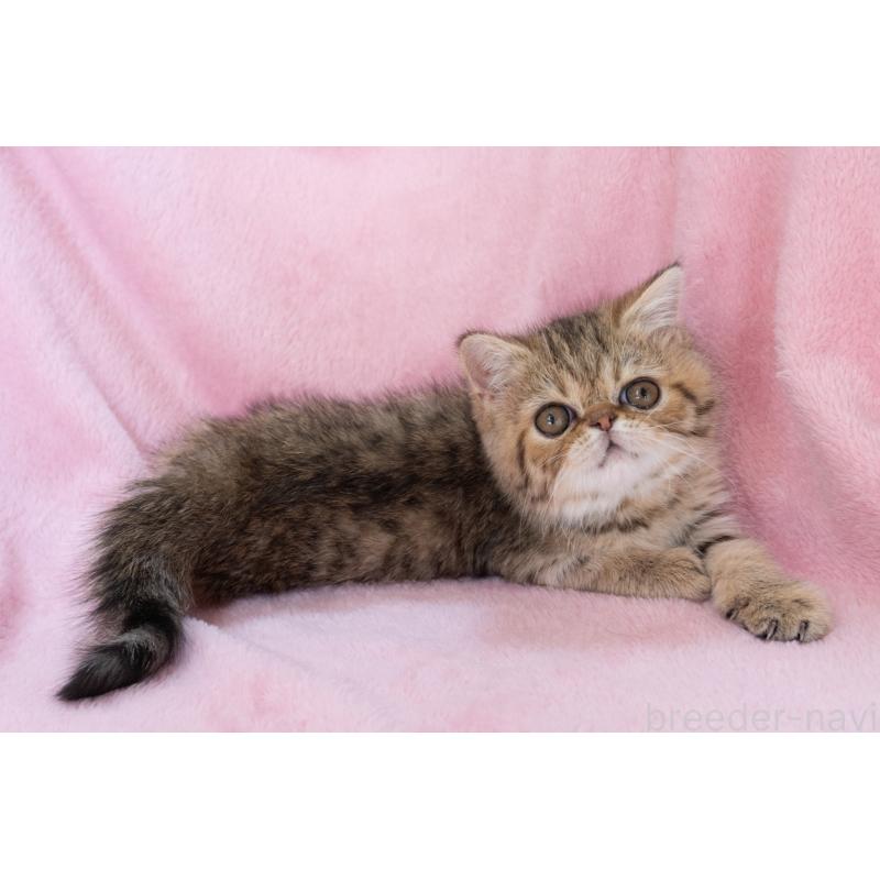 成約済の神奈川県のエキゾチックショートヘア-136092の7枚目