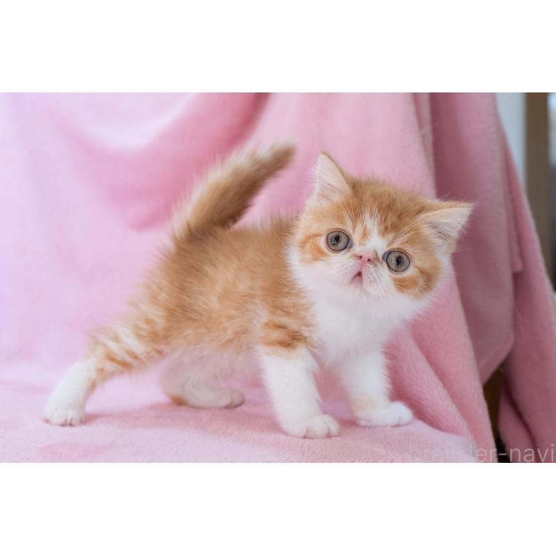 販売中の神奈川県のエキゾチックショートヘア-136580の20枚目