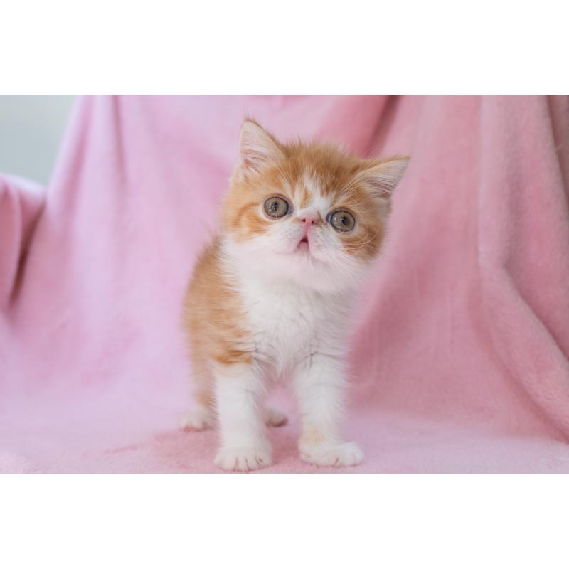 販売中の神奈川県のエキゾチックショートヘア-136580の19枚目