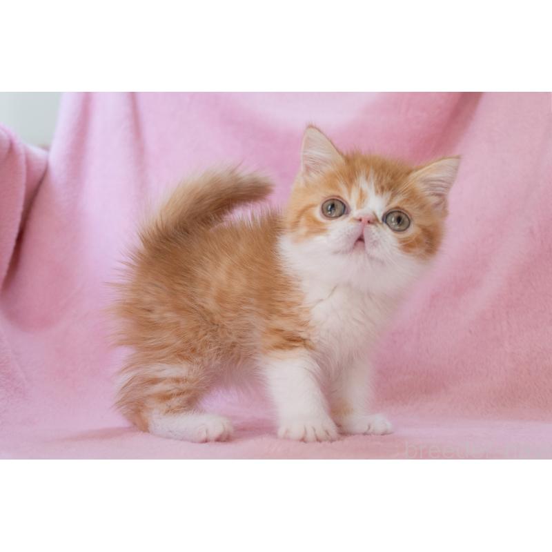 販売中の神奈川県のエキゾチックショートヘア-136580の17枚目