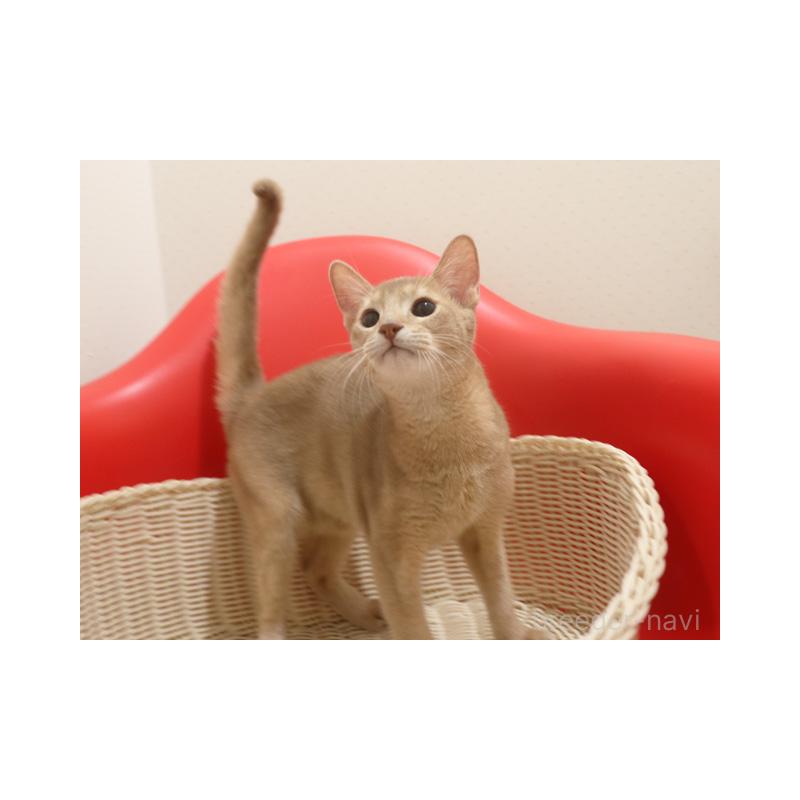 販売中の埼玉県のアビシニアン-132019の3枚目