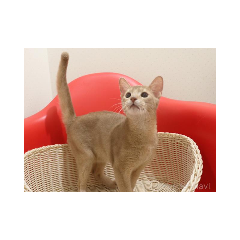 販売中の埼玉県のアビシニアン-132019の2枚目