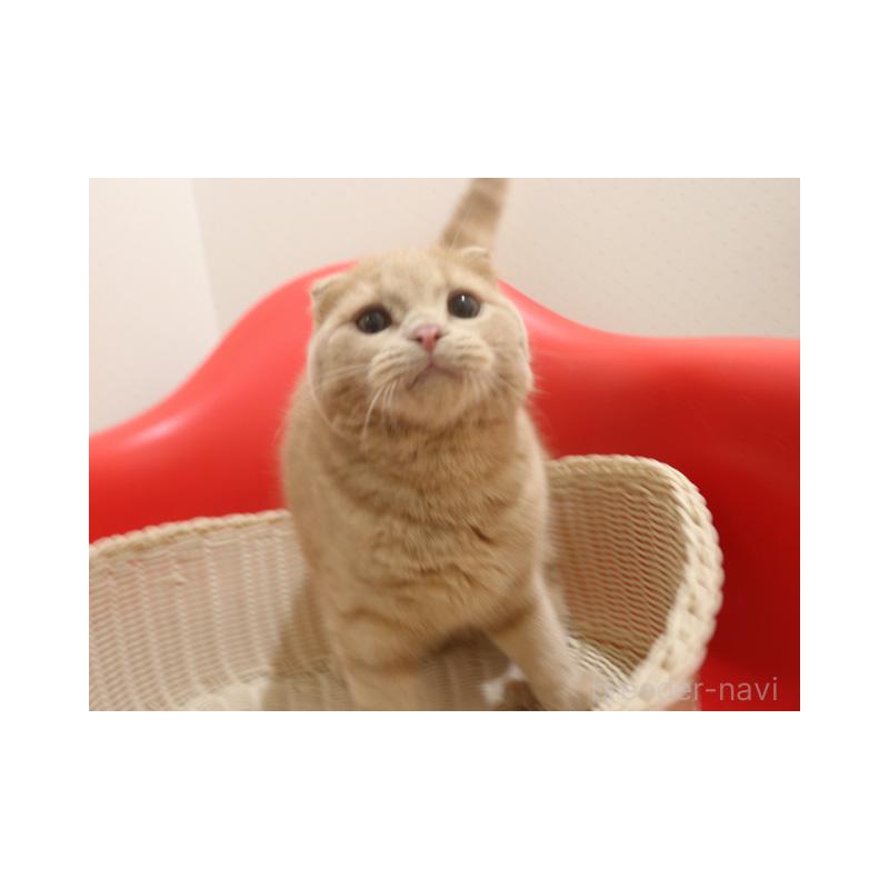 販売中の埼玉県のスコティッシュフォールド-128370の4枚目