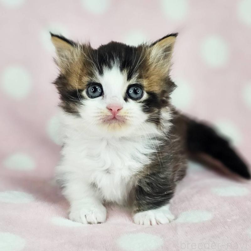 販売中の千葉県のマンチカン(短足)-137838の6枚目