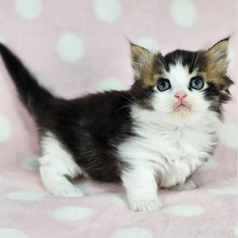 販売中の千葉県のマンチカン(短足)-137838の5枚目