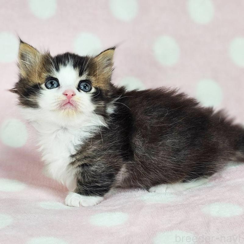 販売中の千葉県のマンチカン(短足)-137838の4枚目