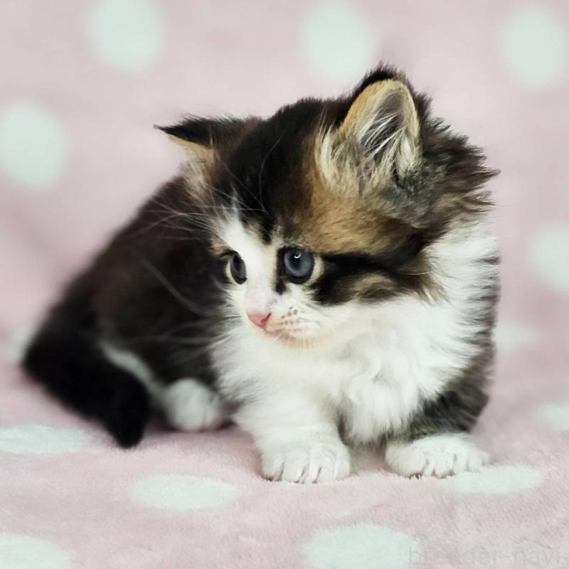 販売中の千葉県のマンチカン(短足)-137838の3枚目