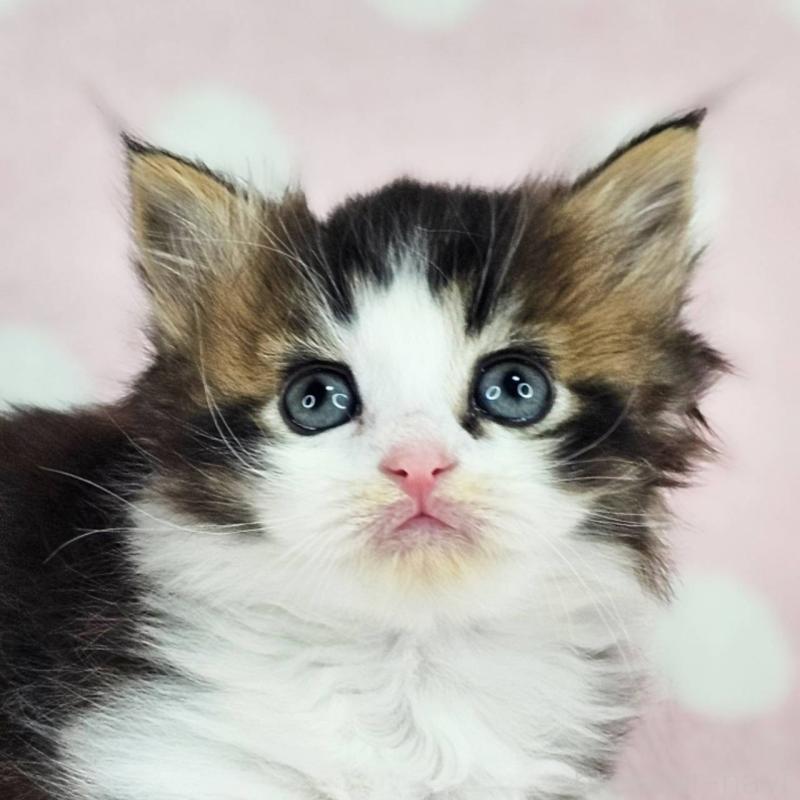 販売中の千葉県のマンチカン(短足)-137838の2枚目